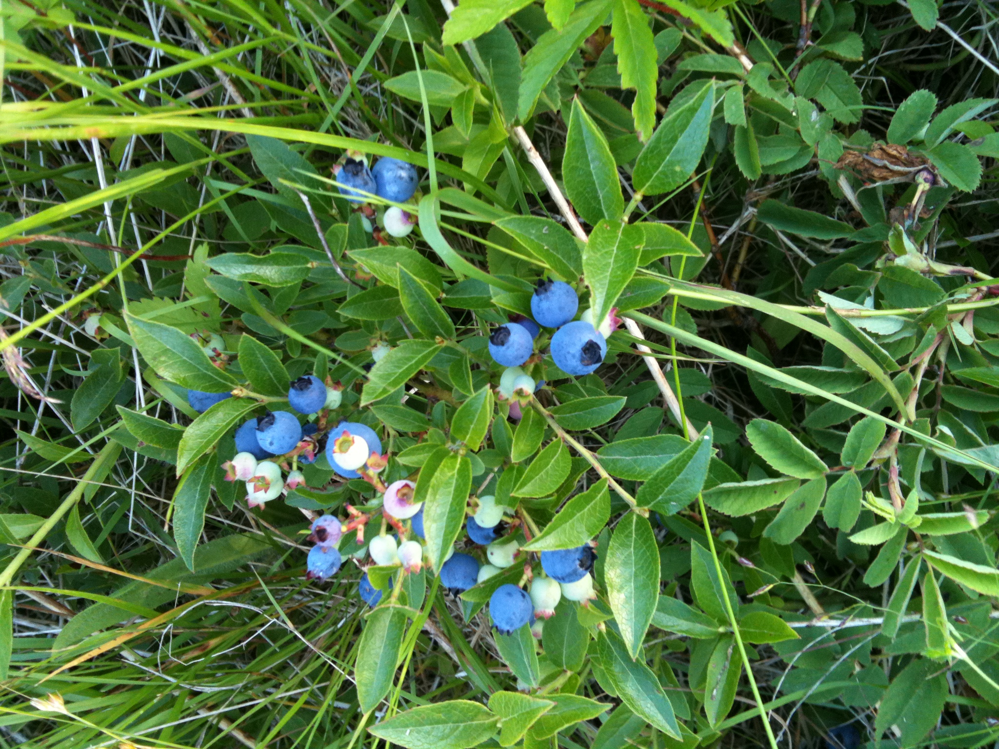 Wild Lowbush Blueberries
